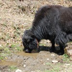 Yak in the Water Supply